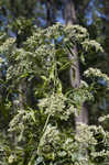 White snakeroot